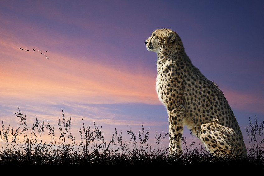 Cheetahs to return to India in new conservation effort