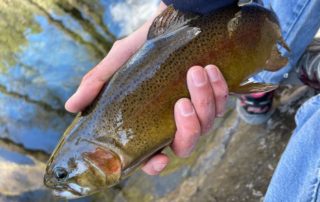 Arizona fly fishing with State Rep. Quang Nguyen