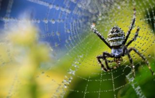 Researchers use spider silk to help advance regenerative medicine