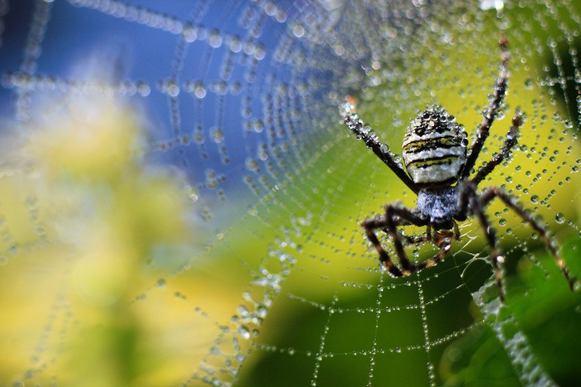 Researchers use spider silk to help advance regenerative medicine