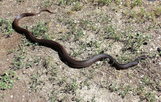 Alabama landowner heads to court over a snake that isn’t there