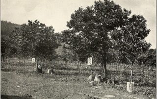 The American Chestnut Tree: From near-extinction to recovery?