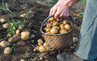 New “disappearing bottle” to be made from potato starch