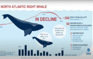 Watch: new video calls to pause offshore wind projects to protect whales, wildlife
