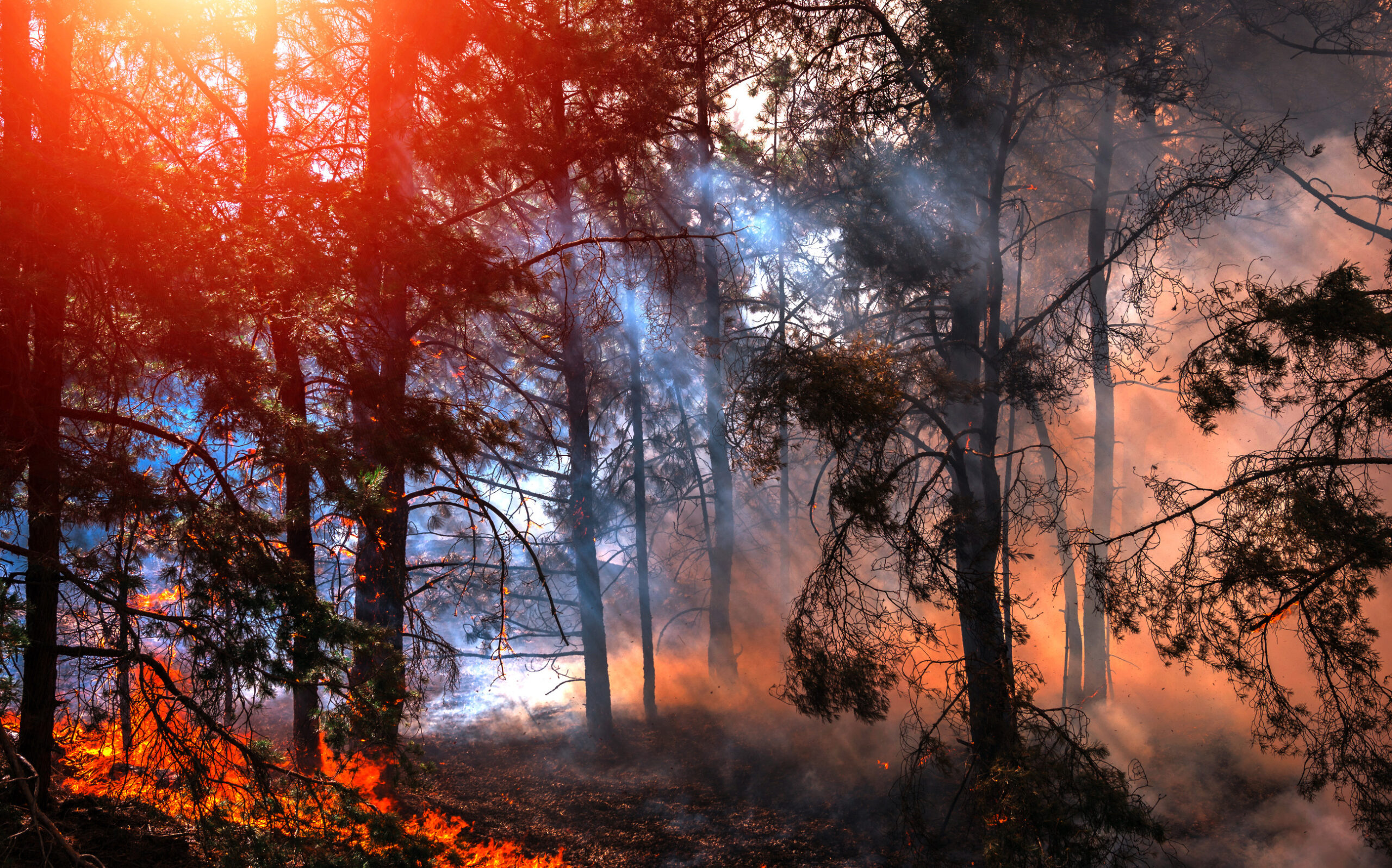 Wildfires declining worldwide 3