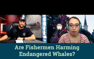 Are fishermen deliberating harming endangered Rice's whales in the Gulf of Mexico?