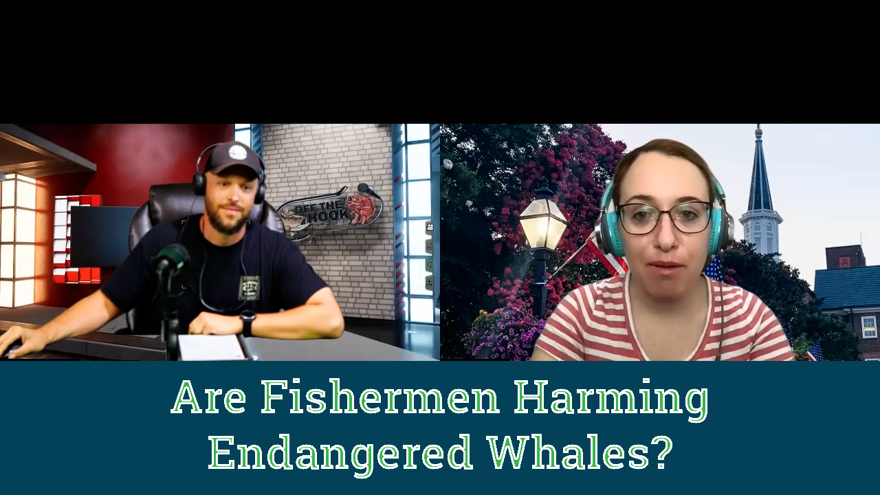 Are fishermen deliberating harming endangered Rice's whales in the Gulf of Mexico?