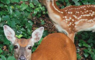 Arlington County deer management plan should include archery hunting