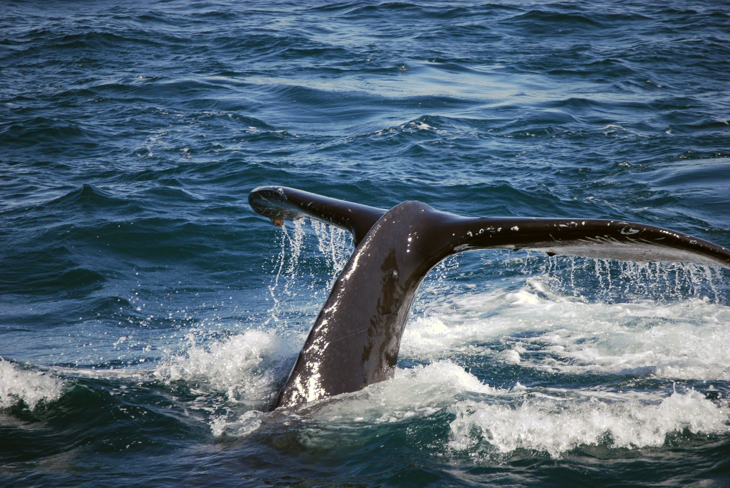 Offshore wind is systematically violating the Marine Mammal Protection Act