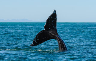 NAS study raises concern over Offshore Wind Harming Endangered Whales