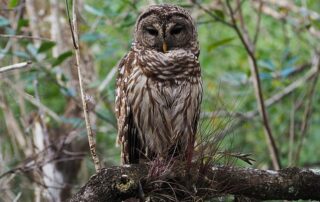 Will feds decimate one owl species to help another?
