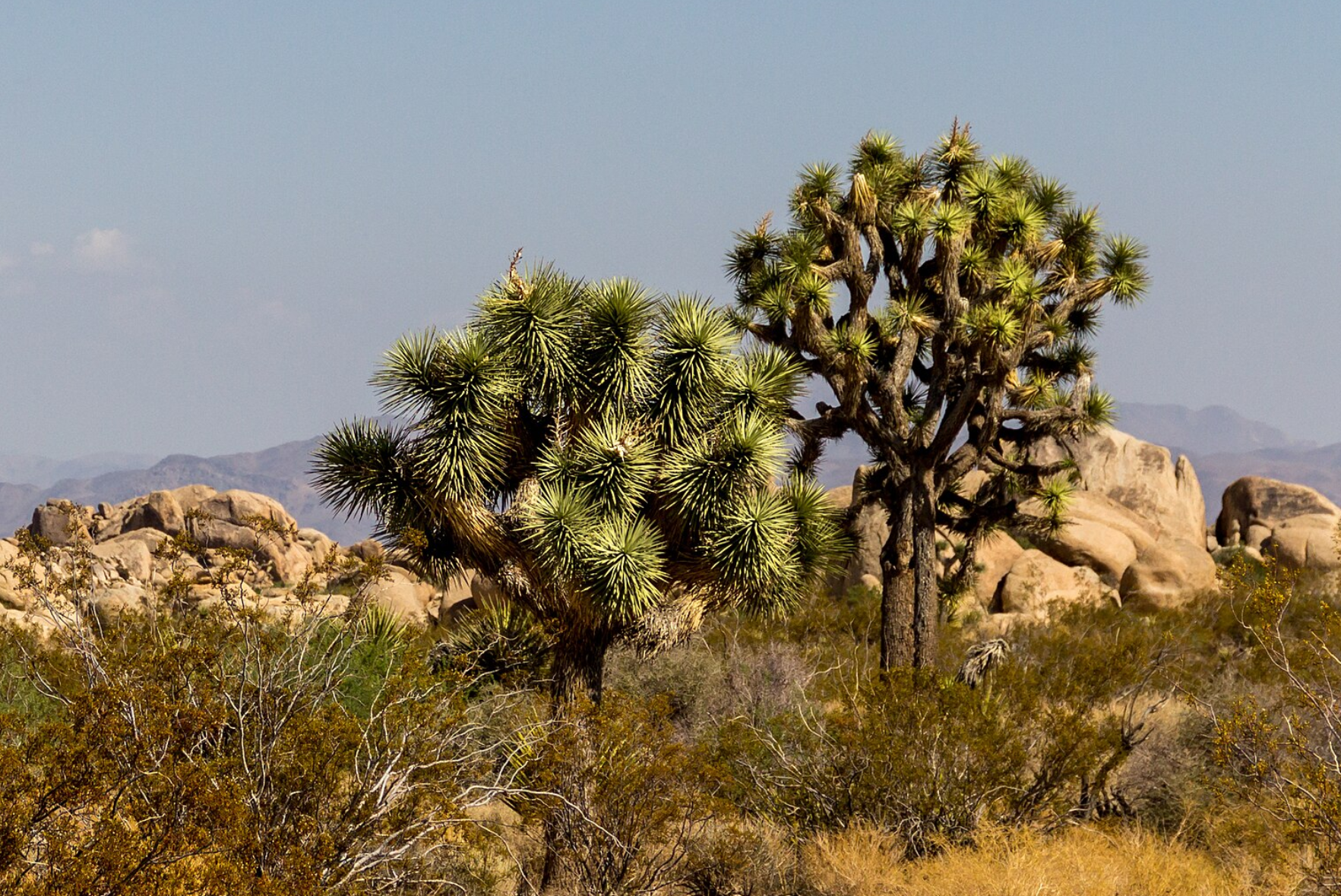 CA solar firm rips into wilderness: Will it doom 4,200 Joshua Trees?