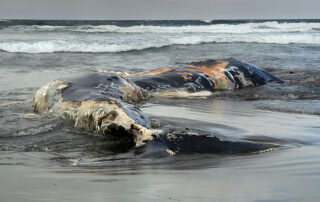 Offshore wind serial whale deaths indicated by statistical analysis