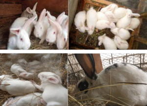 CFACT projects in Uganda report in