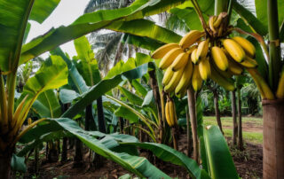 Banana waste for synfuels has an increasing appeal