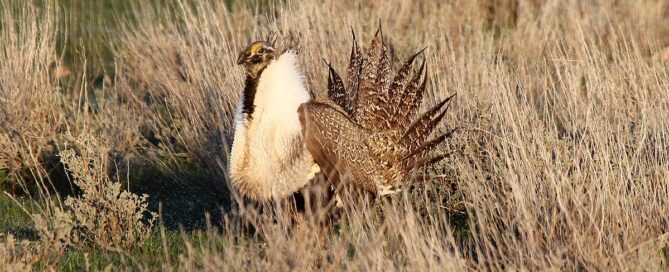 Solar plan clashes with endangered sage grouse habitat