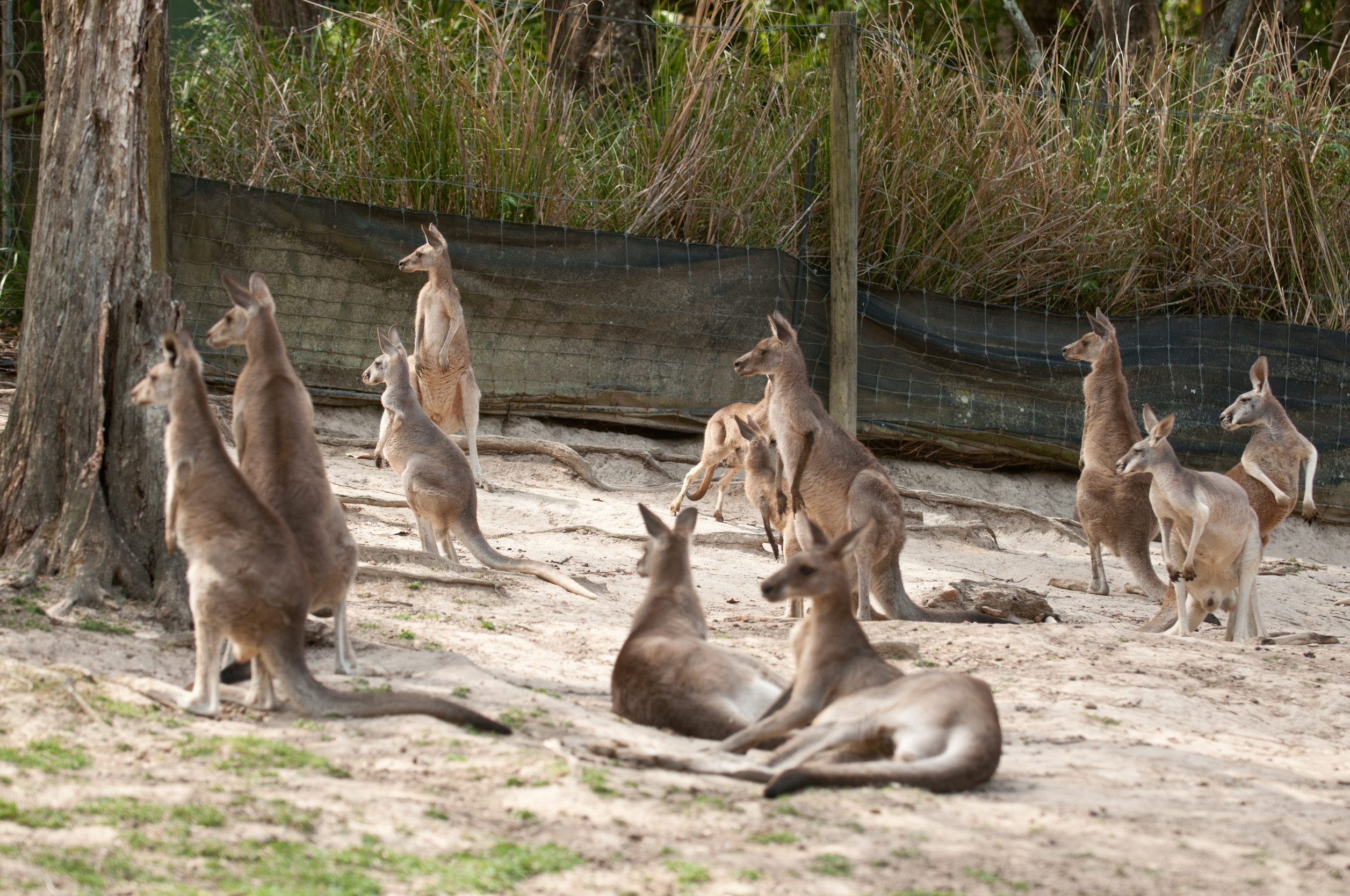 The UN’s crazy kangaroo climate court