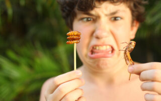 Europe's biggest insect food factory goes bankrupt