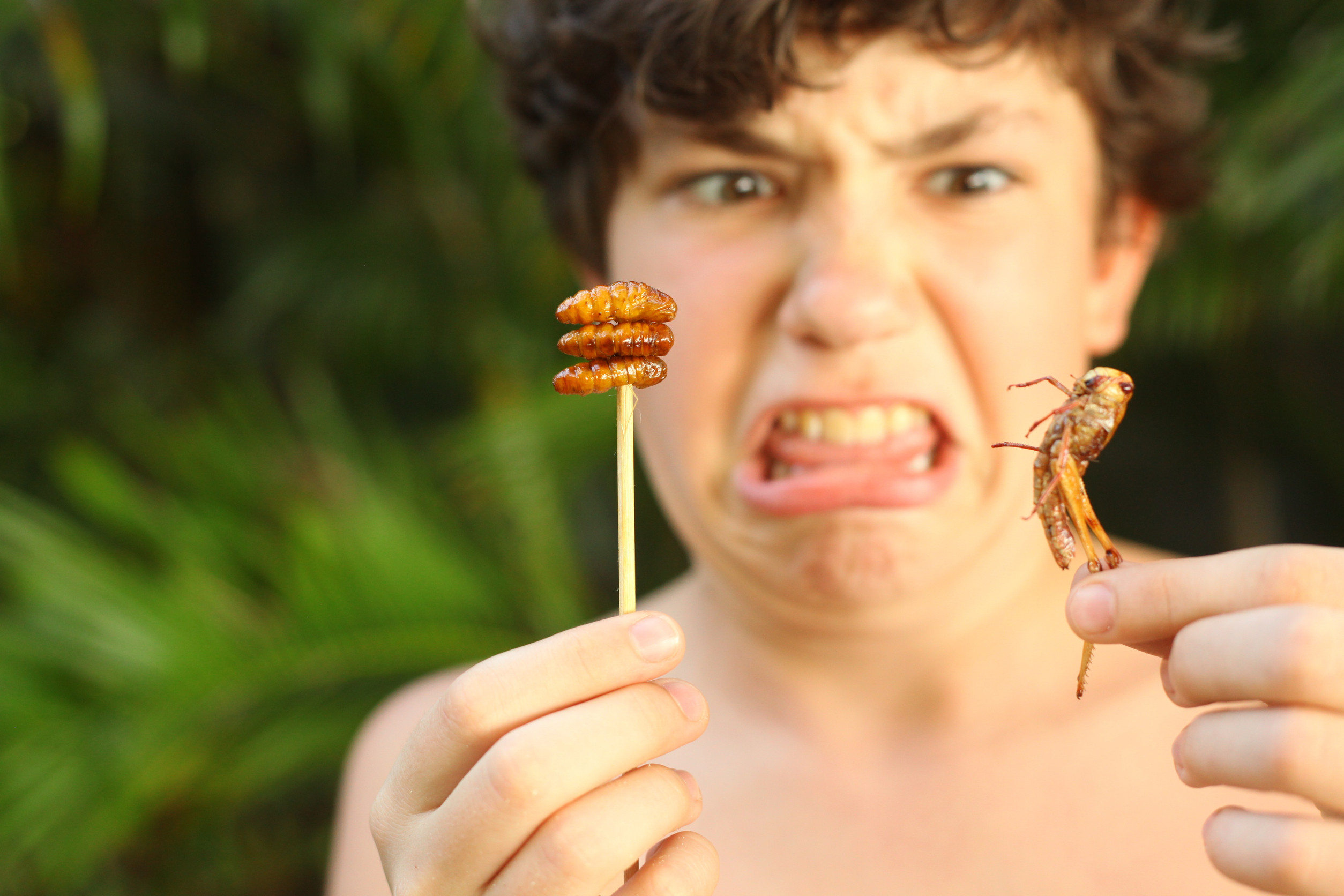 Europe's biggest insect food factory goes bankrupt