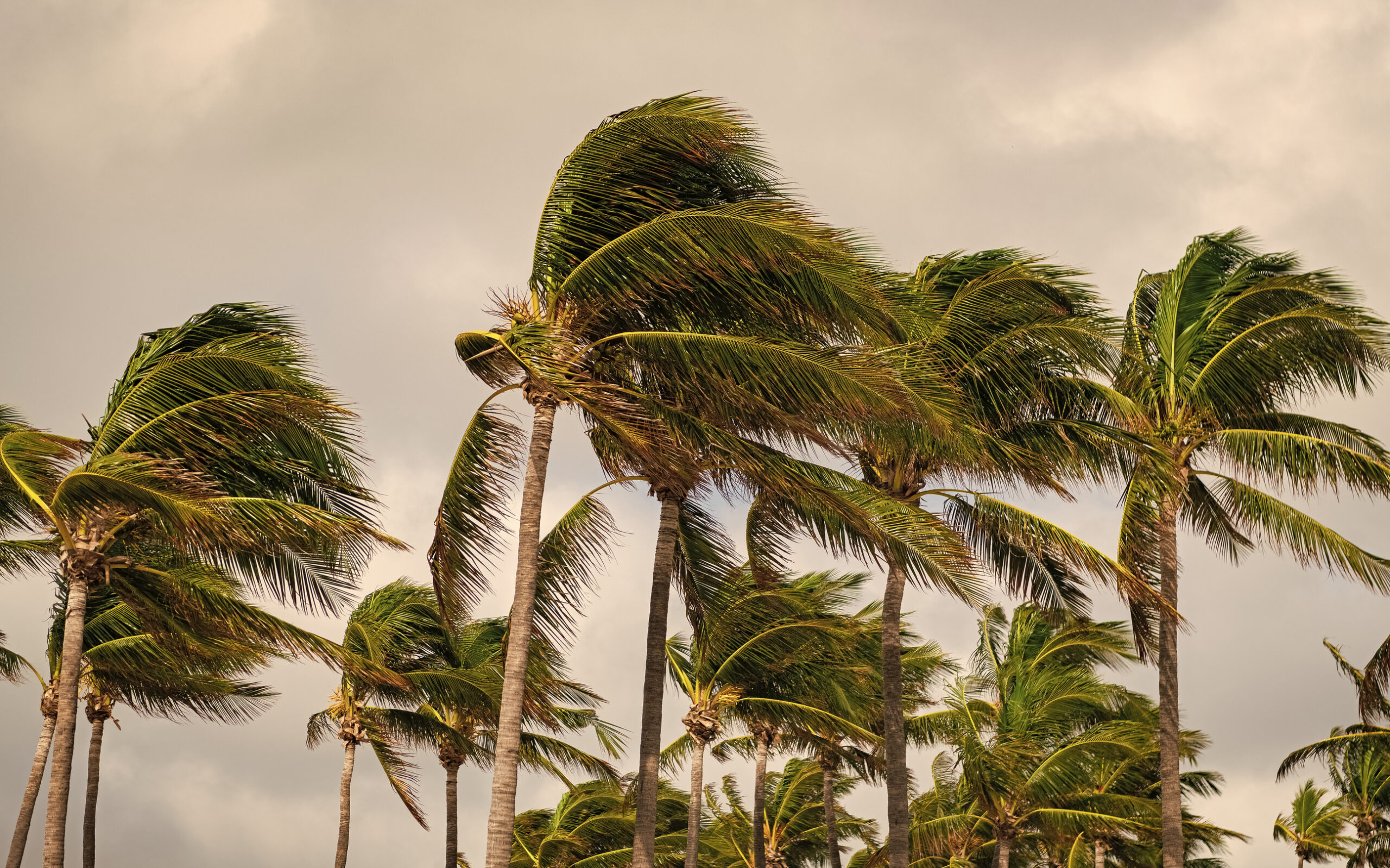 El Niño weather aspects: Summer, the hurricane season and next winter