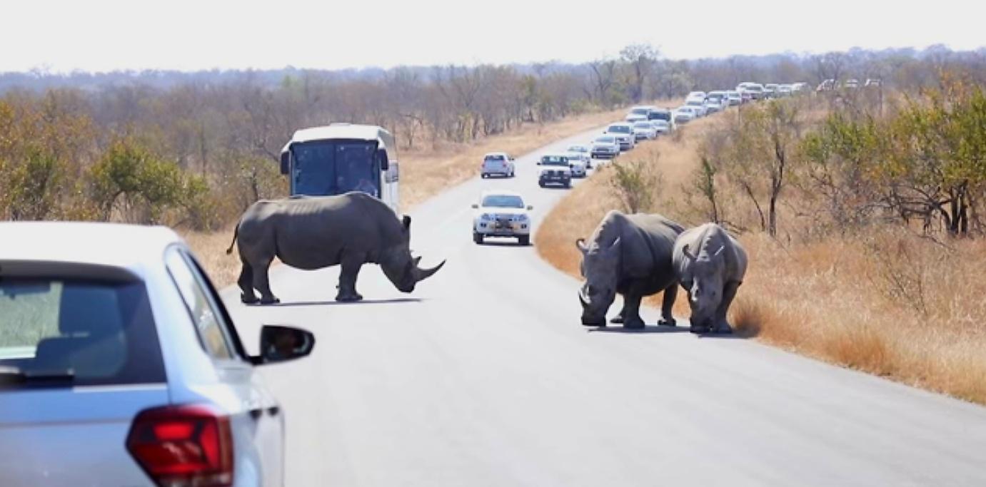 Taking chainsaws to rhinos