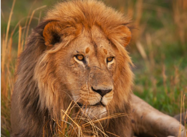 Update: CFACT partnership expands lion conservation efforts in Tanzania 2