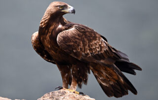 Signthe Wyoming wind-wall petition