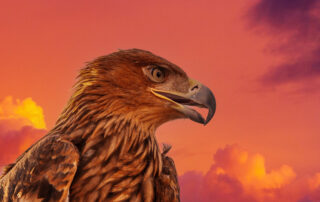 Wyoming has a secret eagle-kill organization