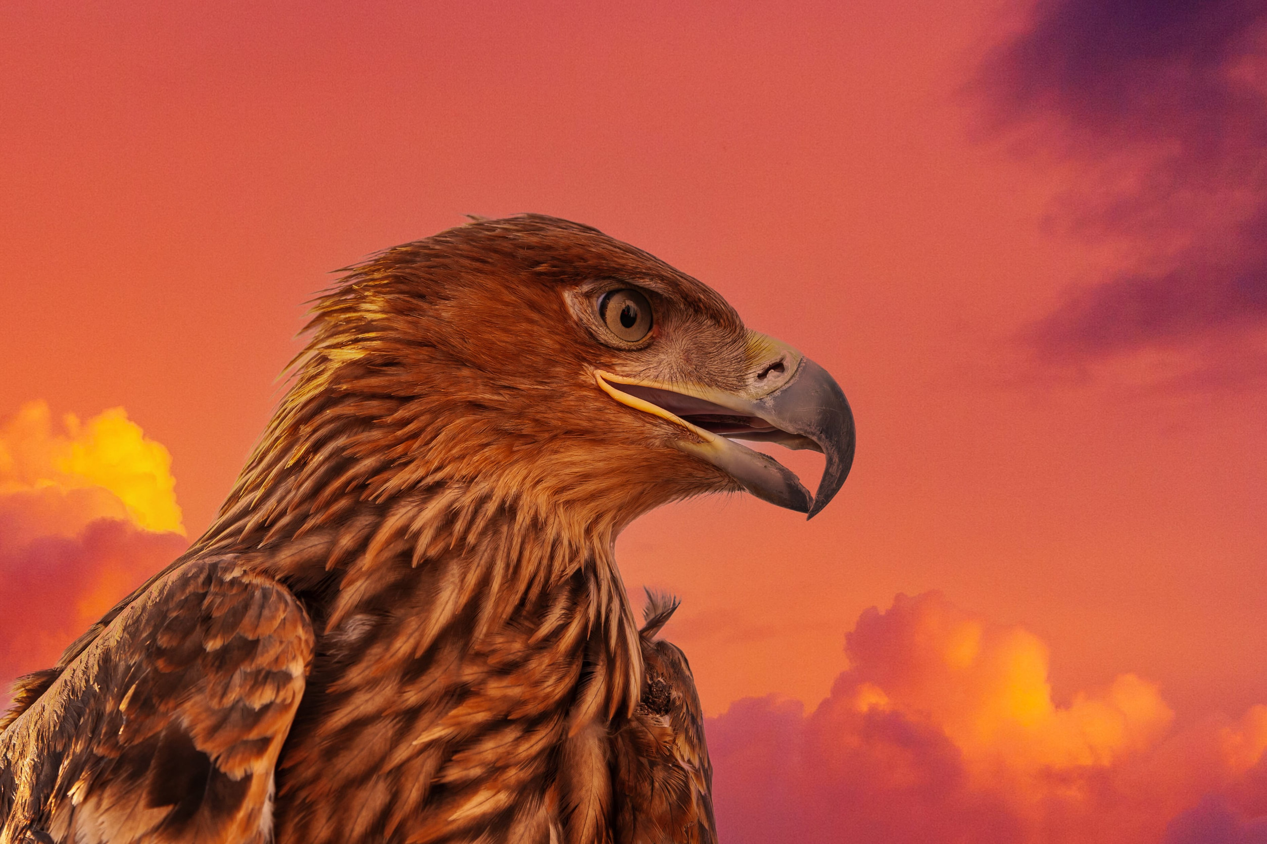 Wyoming has a secret eagle-kill organization