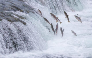Waste and fraud allegations plague ESA salmon recovery program