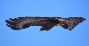 Wyoming Golden Eagles should be listed as threatened under the Endangered Species Act