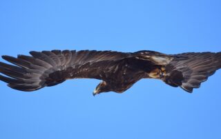 Wyoming Golden Eagles should be listed as threatened under the Endangered Species Act