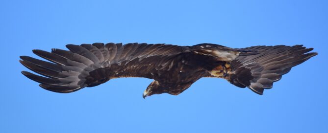 Wyoming Golden Eagles should be listed as threatened under the Endangered Species Act