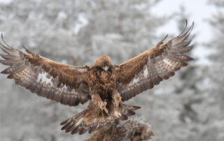 Golden Eagles need new law to protect them from wind turbines