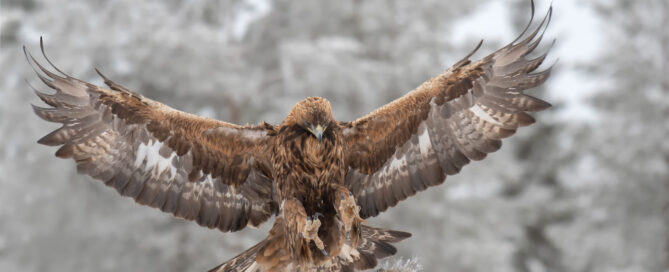 Golden Eagles need new law to protect them from wind turbines