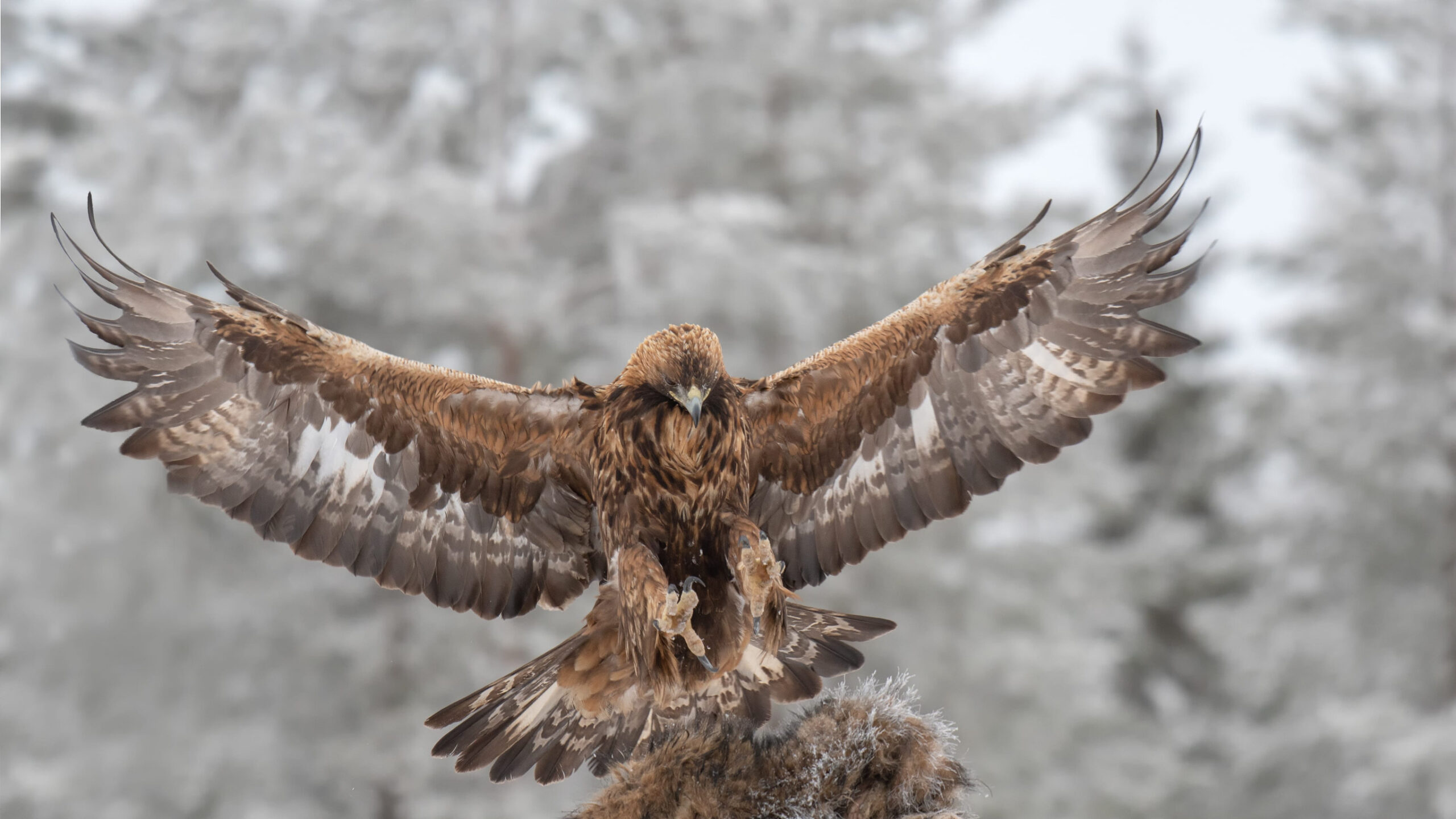 Golden Eagles need new law to protect them from wind turbines