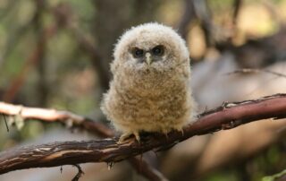 An impossibly vague concept of "harm" plagues the Endangered Species Act
