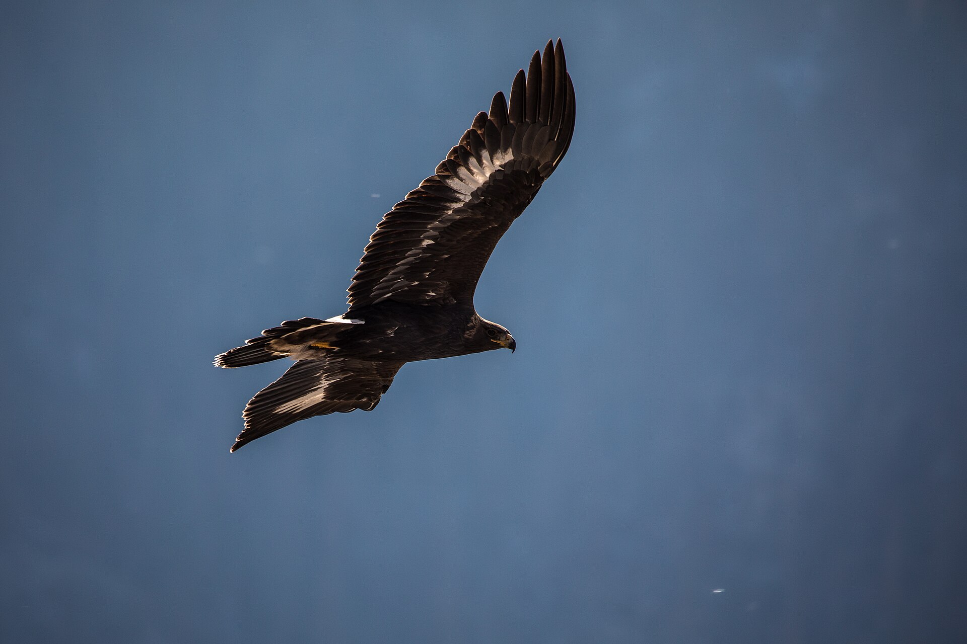 CFACT Report asks how many eagles may Laramie wind kill? 1