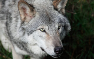 Trump: Ranchers may shoot wolves