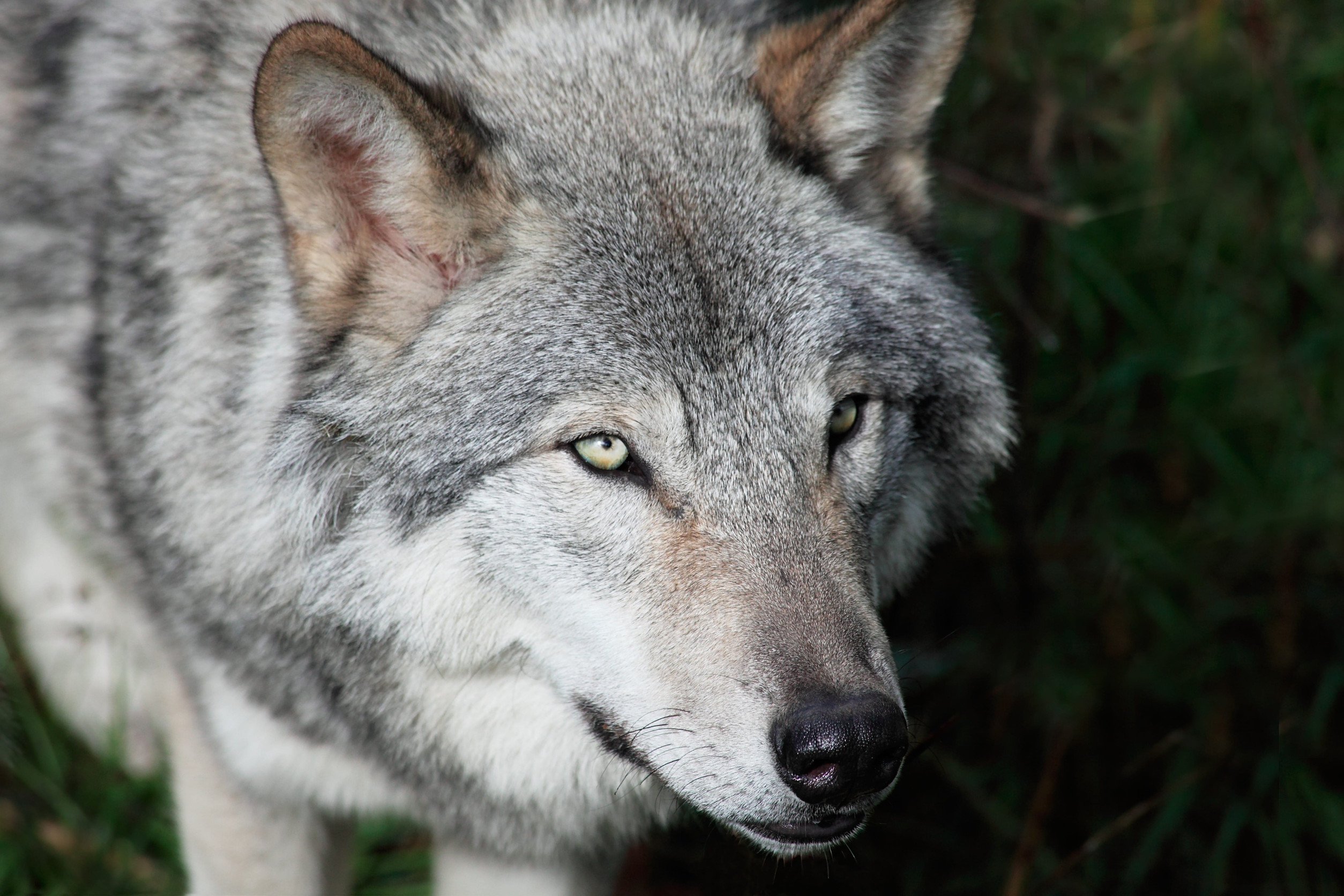 Trump: Ranchers may shoot wolves