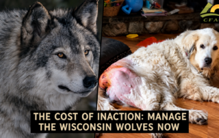 Wisconsin wolves gone wild